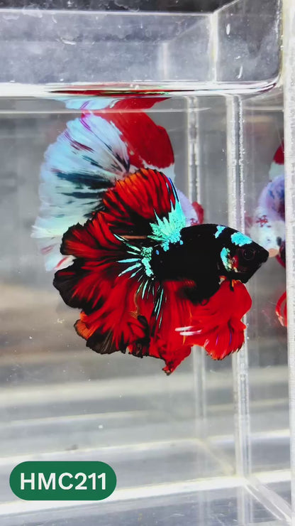 Multicolor Halfmoon Male Betta Fish | Order Directly From Farm | You Pick Fish