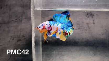 Multicolor Plakat Male Betta Fish |Show Grade|  You Pick Fish