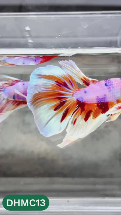 Multicolor Halfmoon Male Betta Fish | High Grade | Order Directly From Farm |  You Pick Fish |