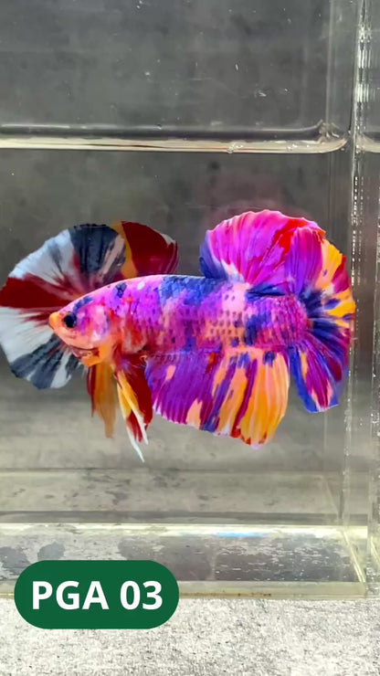 King Giant Plakat Male Betta Fish | You Pick Fish | High Grade