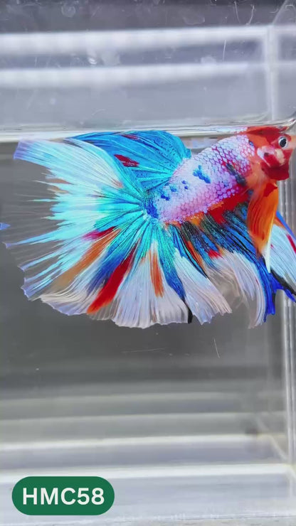 Multicolor Halfmoon Male Betta Fish | Order Directly From Farm | You Pick Fish