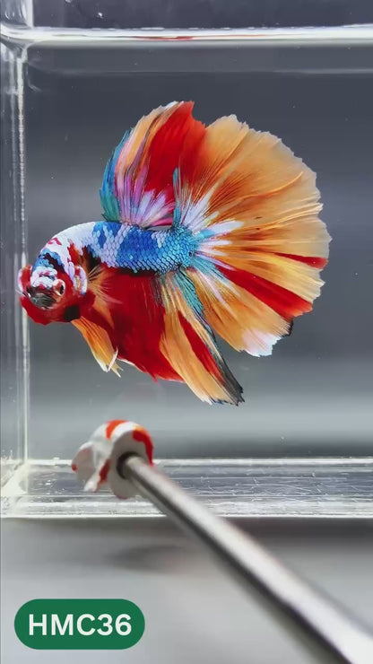 Multicolor Halfmoon Male Betta Fish | High Grade | Order Directly From Farm |  You Pick Fish |