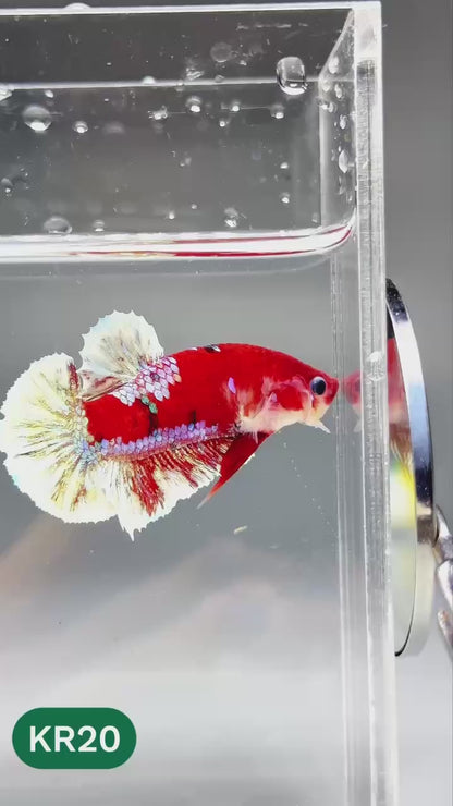Golden Star Dust Galaxy Plakat Male Betta Fish | Super Rare | You Pick Fish