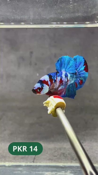Multicolor Yellow Base Plakat Male Betta Fish | Order Directly From Farm |  You Pick Fish