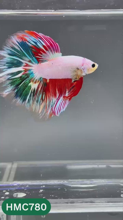 Nemo Halfmoon Male Betta Fish | Order Directly From Farm | You Pick Fish