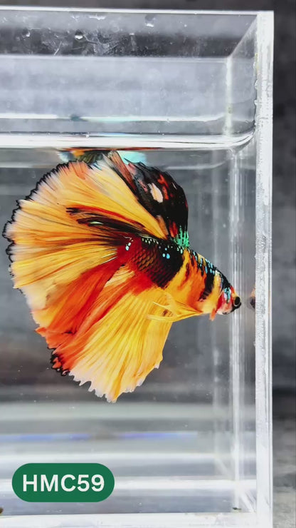Nemo Halfmoon Male Betta Fish | Order Directly From Farm | You Pick Fish