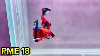 Metallic Plakat Betta Fish | You Pick Betta | Show Grade