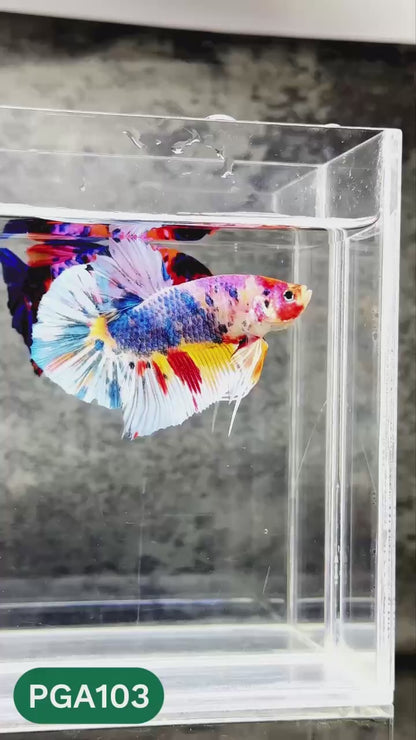 King Giant Plakat Male Betta Fish | You Pick Fish | High Grade