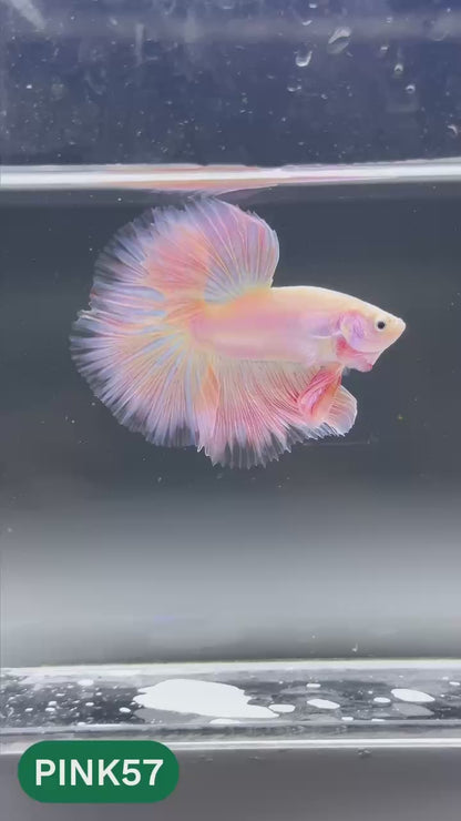 Pink Halfmoon Male Betta Fish | You Pick Fish | Order Directly From Farm