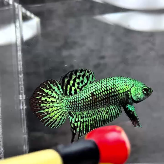 Wild Alien Green Male Betta Fish