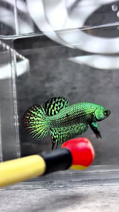 Wild Alien Green Male Betta Fish