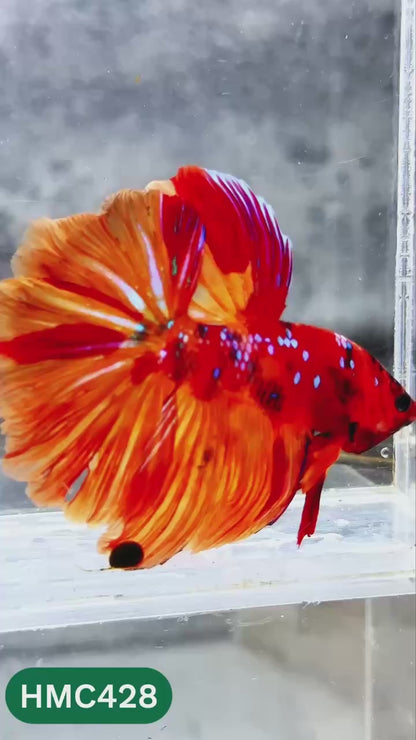 Multicolor Halfmoon Male Betta Fish | High Grade | Order Directly From Farm |  You Pick Fish |