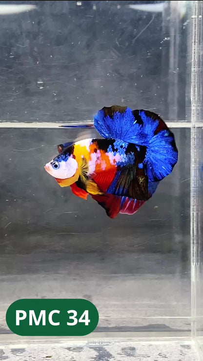 Multicolor Plakat Male Betta Fish |Show Grade|  You Pick Fish