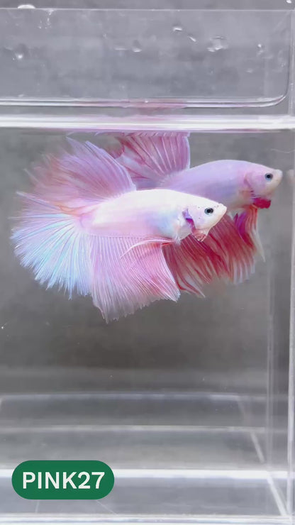 Pink Halfmoon Male Betta Fish | You Pick Fish | Order Directly From Farm