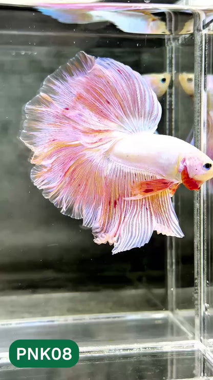 Pink Halfmoon Male Betta Fish | You Pick Fish | Order Directly From Farm