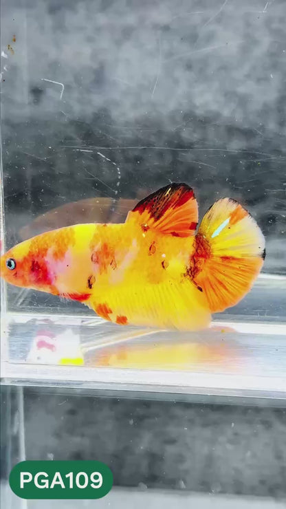 King Giant Plakat Male Betta Fish | You Pick Fish | High Grade