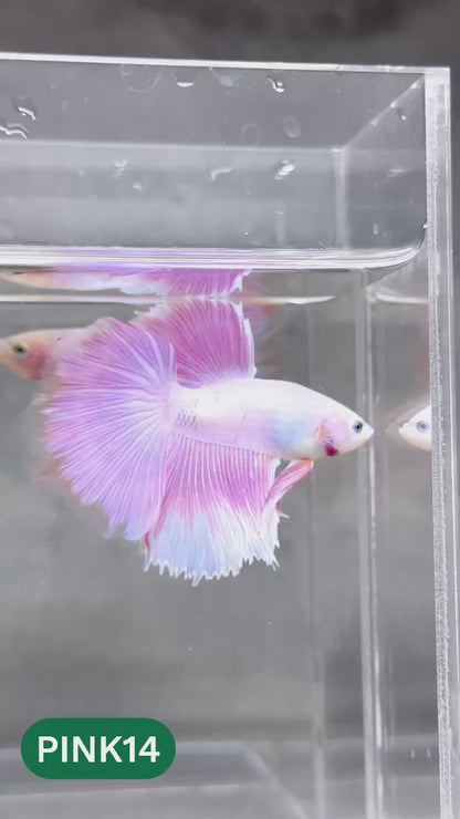 Pink Halfmoon Male Betta Fish | You Pick Fish | Order Directly From Farm