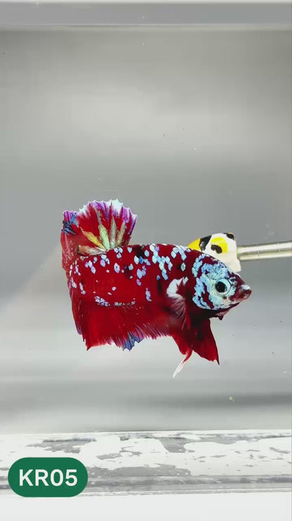 Golden Star Dust Galaxy Plakat Male Betta Fish | Super Rare | You Pick Fish