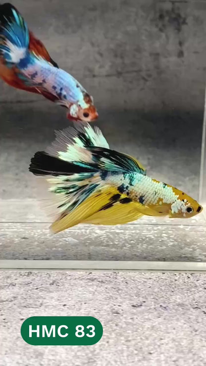 Multicolor Halfmoon Male Betta Fish | High Grade | Order Directly From Farm |  You Pick Fish |