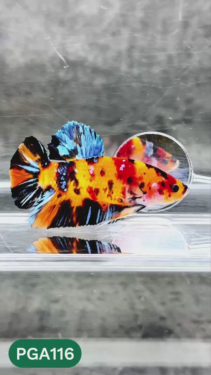 King Giant Plakat Male Betta Fish | You Pick Fish | High Grade