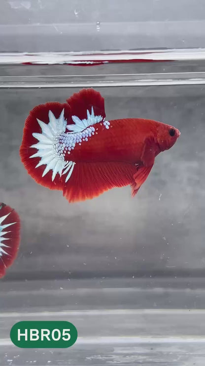 Hellboy Plakat Male Betta Fish | Order Directly From Farm | You Pick Fish
