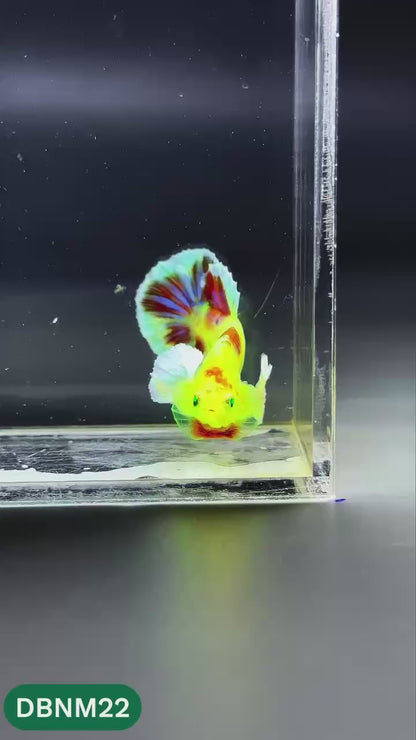 Dumbo Neno Neon Plakat Male Betta Fish | Neon Betta | You Pick Fish