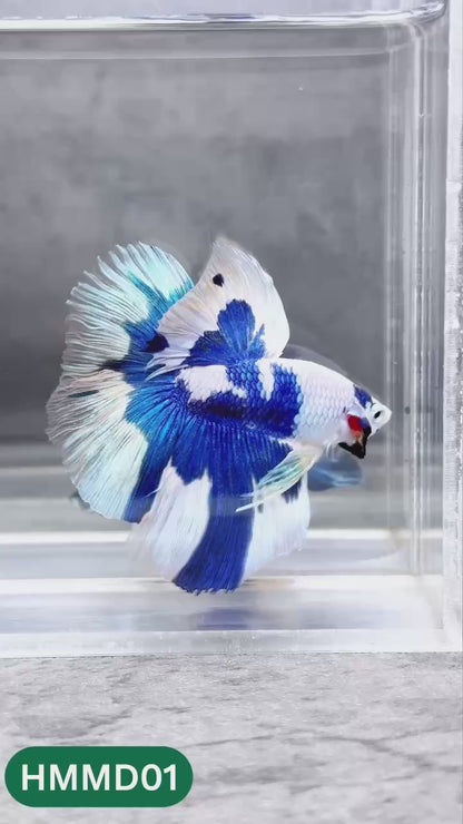 Blue Marble Dot Halfmoon Male Betta Fish | Order Directly From Farm | You Pick Fish
