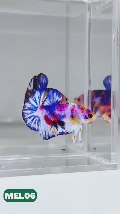 Metallic Plakat Betta Fish | You Pick Betta | Exotic Fish