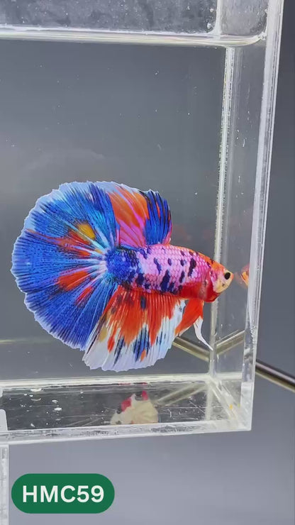 Multicolor Halfmoon Male Betta Fish | High Grade | Order Directly From Farm |  You Pick Fish |