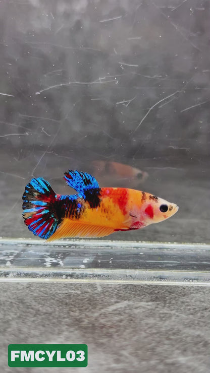 Multicolor Yellow Base Female Betta Fish | You Pick Fish  | High Grade