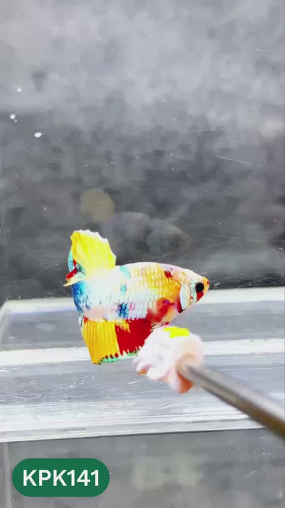 Multicolor Yellow Base Plakat Male Betta Fish | Order Directly From Farm |  You Pick Fish