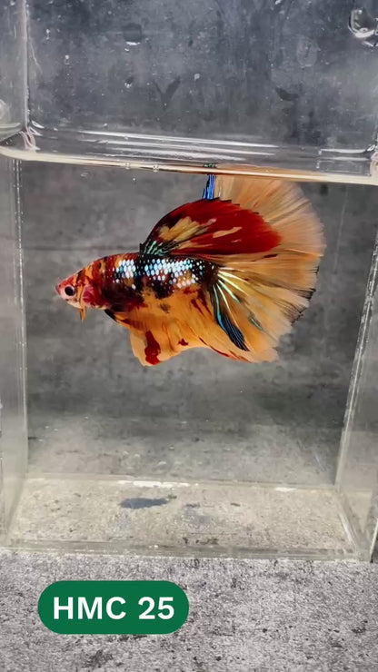 Multicolor Halfmoon Male Betta Fish | High Grade | Order Directly From Farm |  You Pick Fish |