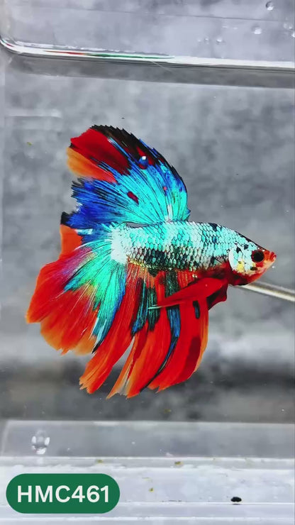 Multicolor Halfmoon Male Betta Fish | High Grade | Order Directly From Farm |  You Pick Fish |