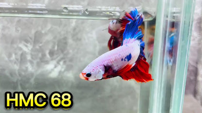 Multicolor Halfmoon Male Betta Fish | High Grade | Order Directly From Farm|  You Pick Fish |