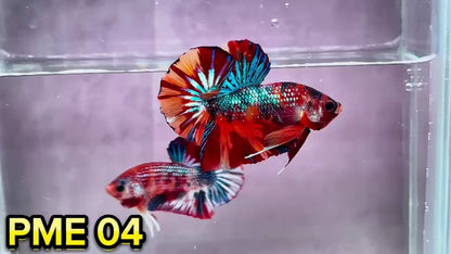 Metallic Plakat Betta Fish | You Pick Betta | Show Grade