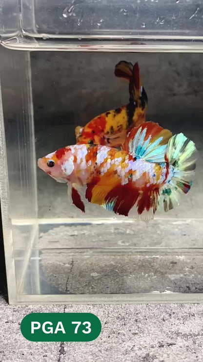 King Giant Plakat Male Betta Fish | You Pick Fish | High Grade