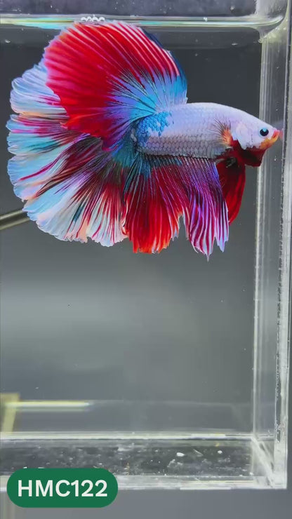 Multicolor Halfmoon Male Betta Fish | Order Directly From Farm | You Pick Fish