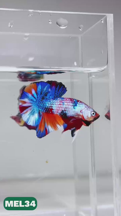 Metallic Plakat Betta Fish | You Pick Betta | Exotic Fish