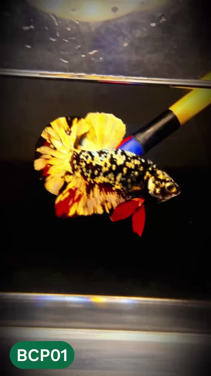 Black Panther Plakat Male Betta Fish | You Pick Fish | Rare Betta