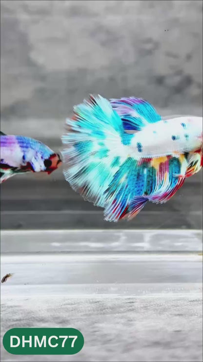 Multicolor Halfmoon Male Betta Fish | Order Directly From Farm | You Pick Fish