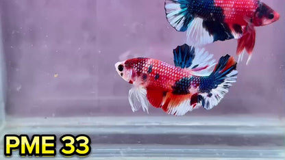 Metallic Plakat Betta Fish | You Pick Betta | Show Grade