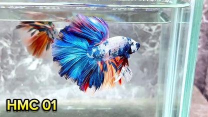 Multicolor Halfmoon Male Betta Fish | High Grade | Order Directly From Farm|  You Pick Fish |