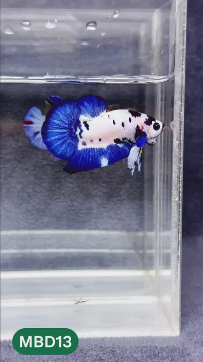 Blue Marble Dot Plakat Male Betta Fish | You Pick Fish