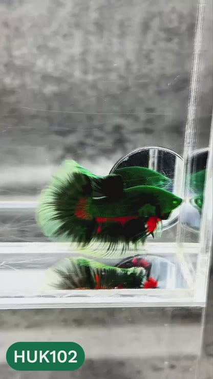 Black Hulk Halfmoon Male Betta Fish | You Pick Fish
