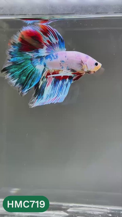 Multicolor Halfmoon Male Betta Fish | High Grade | Order Directly From Farm |  You Pick Fish |