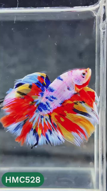 Nemo Halfmoon Male Betta Fish | Order Directly From Farm | You Pick Fish