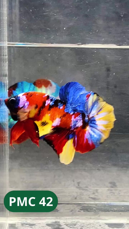 Multicolor Plakat Male Betta Fish |Show Grade|  You Pick Fish