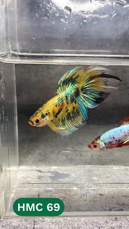 Multicolor Halfmoon Male Betta Fish | High Grade | Order Directly From Farm |  You Pick Fish |