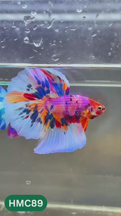 Multicolor Halfmoon Male Betta Fish | High Grade | Order Directly From Farm |  You Pick Fish |