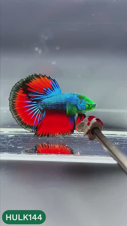 Black Hulk Halfmoon Male Betta Fish | You Pick Fish